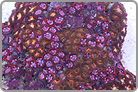 TOP 50 Zoanthid
